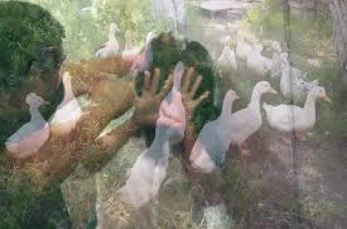 Daşkəsəndə kişi ördəklərə görə arvadını vəhşicəsinə DÖYDÜ