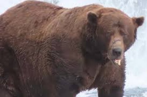 Alyaskada qəribə səsvermə: Ən kök ayı seçildi