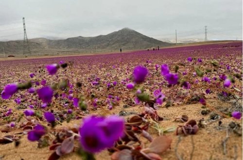Dünyanın ən quraq səhrasında çiçəklər açdı
