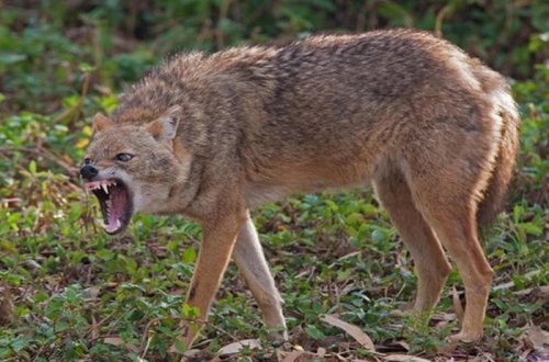 İsmayıllıda çaqqal kəndə hücum etdi - Yaralananlar var
