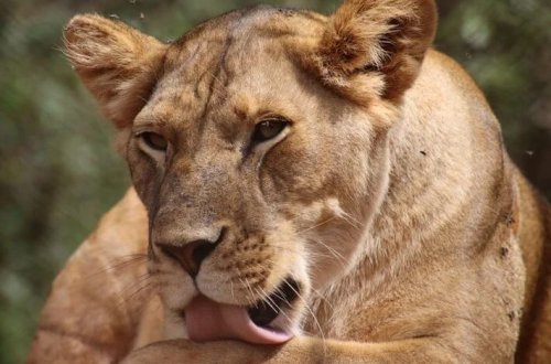 Sosial media fenomeninin aslanı iki nəfəri yaraladı
