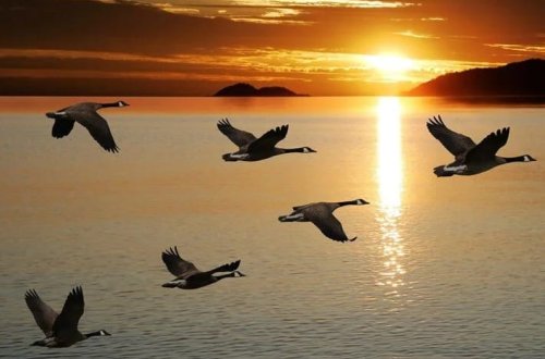 Quşların miqrasiya vərdişləri dəyişir