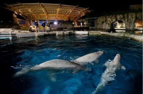 Maliyyə olmadığı təqdirdə 30 balina məhv ediləcək