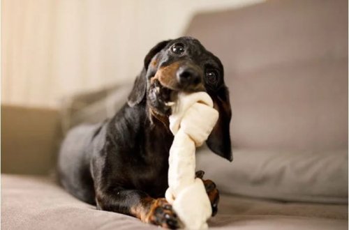 İtlər oyuncaqlarına qumar kimi aludəçilik yaradırlar