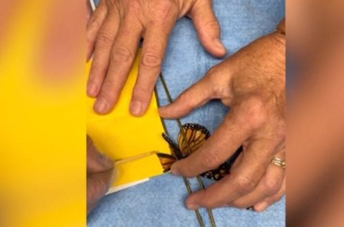 Kəpənək qanad transplantasiyası ilə yenidən uçdu