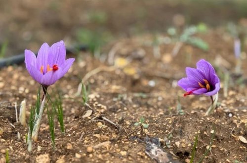 Dünyanın ən bahalı ədviyyatı: YUNESKO-nun Dünya İrs Siyahısında