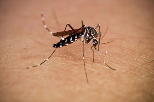 Nyu-York altı ildən sonra ilk dəfə çikungunyaya yoluxma faktını təsdiqlədi