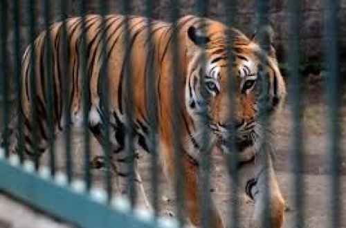 Rusiyada pələng içərisində adamlar olan avtomobilə hücum etdi