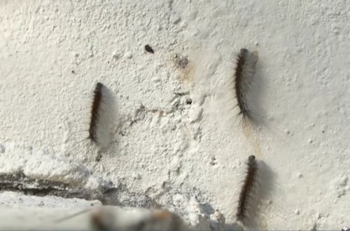 Bakıda bu binaları qurd basıb - VİDEO