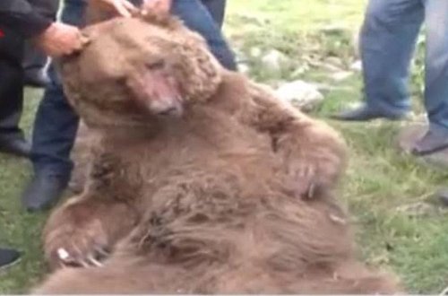 Qubada ayılar kəndin içində gəzirlər