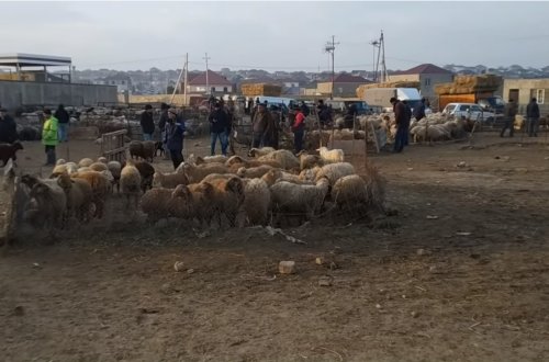 Azərbaycanda heyvan bazarlarında məhdudiyyətlər tətbiq olunacaq - BU TARİXDƏN