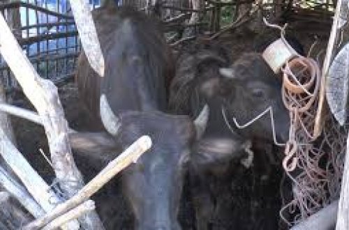 Heyvanlar arasında yayılan dabaq xəstəliyinə Səhiyyə Nazirliyindən REAKSİYA