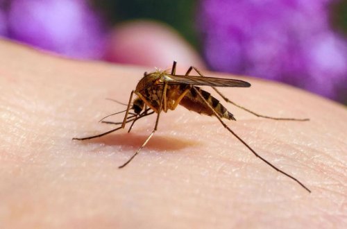 Bu ölkədə ilk dəfə ağcaqanad aşkarlandı