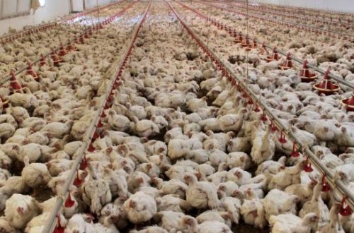 Yaponiyada ilin ilk quş qripinə yoluxma halı aşkarlanıb