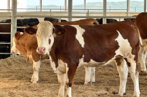 Qida yolu ilə dabaq virusunun insan orqanizminə keçməsi mümkün deyil - Nazirlik rəsmisi