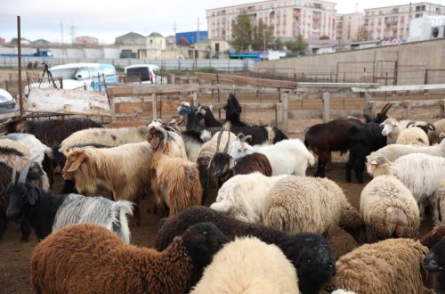 Heyvan bazarlarında fəaliyyətlər nə zaman bərpa olunacaq? - RƏSMİ AÇIQLAMA