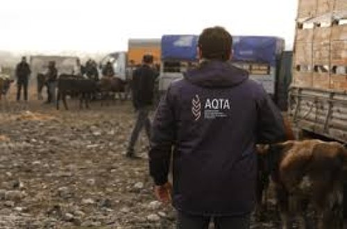 Beyləqandakı mal bazarında CİDDİ NÖQSANLAR aşkarlandı