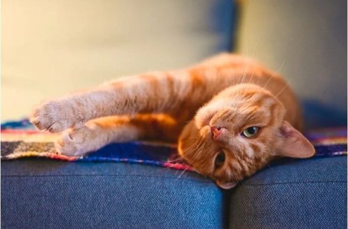 Narıncı pişiklər niyə əsasən erkəkdir?