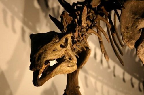 Dinozavrlar sona qədər sağ qaldılar: Nyu Meksikoda əsaslı kəşf 