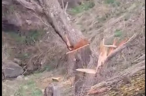 Kəlbəcərdə ağackəsmə ilə bağlı araşdırma aparılır