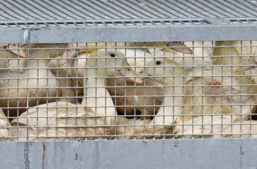 Almaniyada quş qripi: 400.000-dən çox heyvan məhv edildi