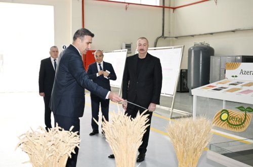 Prezident Sabirabadda toxum istehsalı müəssisəsinin fəaliyyəti ilə tanış olub - FOTOLAR