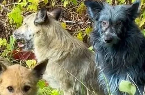 Çernobılda mavi itlər göründü: Alimlər həyəcan təbili çalır