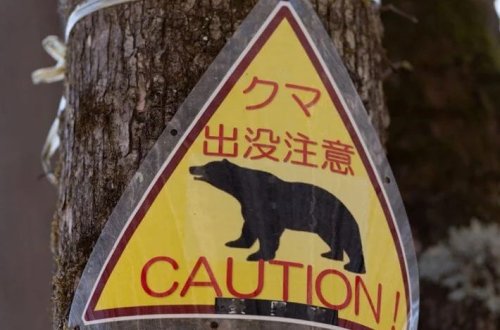 Yaponiya ayılarla mübarizə apara bilmir: Qubernator hərbi dəstək istəyir