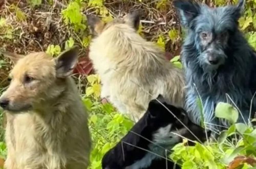 Çernobılda mavi itlər peyda oldu - FOTO