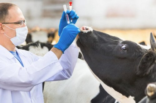 Fermerləri aldadan saxta dabaq dərmanı istehsalçıları ifşa olundu