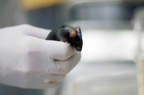 Yeni dərman kombinasiyası erkək siçanların ömrünü 73 faiz uzatdı