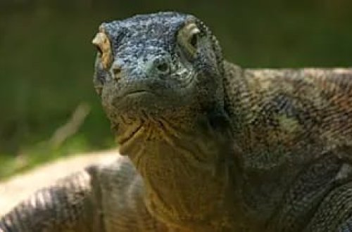 Yunanıstanda nəhəng əjdaha qalıqları tapıldı