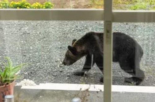 Ayılar şəhərlərə basqın etdi