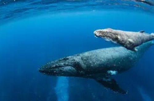 Uzun ömrün açarı balinadadır: İnsan ömrünü uzatmağın sirri açılıb
