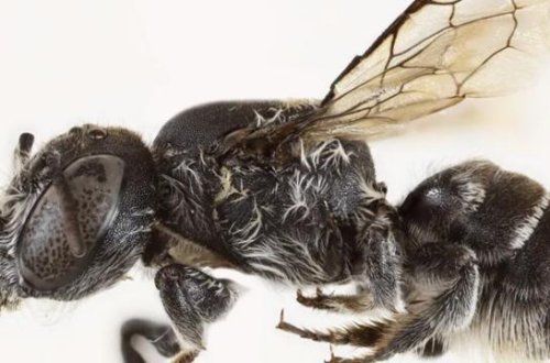 Avstraliyada şeytan buynuzlu arıların yeni növü aşkar edilib: Lüsifer