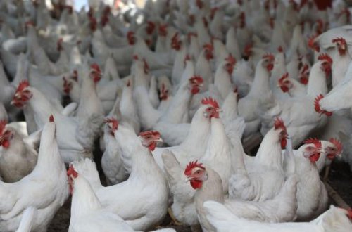 İspaniyada 2 milyondan çox ev quşu məhv edilib