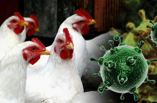 Avropada quş qripi yayıldı: Ölkəmizdə vəziyyət nə yerdədir?