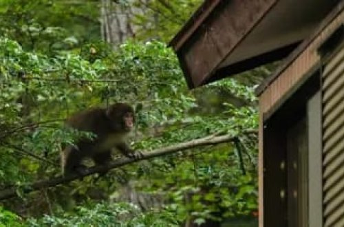 Yaponiyada insan-meymun müharibəsi