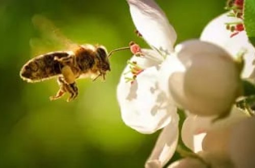 Alimlər arılara Morze əlifbasını uğurla öyrədiblər