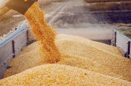 Ermənistan Azərbaycan ərazisi ilə çatdırılan buğdanın keyfiyyəti barədə məlumat açıqlayıb