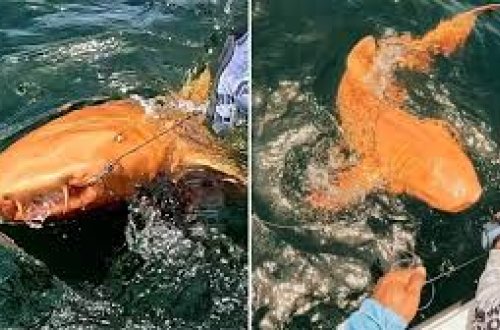 Nadir narıncı köpəkbalığı görüntüləndi - FOTOLAR
