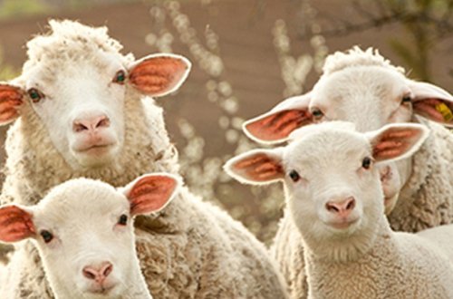 Bakıda çoban müdirinin qoyunlarını oğurladı