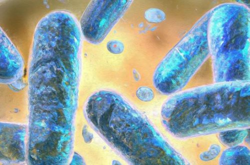 Alimlər qocalmanı ləngidən xüsusi immun hüceyrə kəşf ediblər