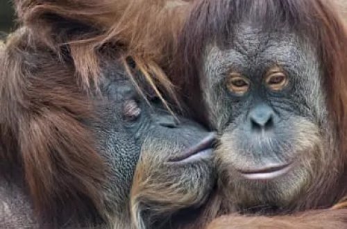 Tarixdə ilk öpüşün 21 milyon yaşı var