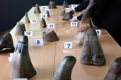 Sinqapurda dəyəri 800 min dollardan çox olan kərgədan buynuzları ələ keçirilib