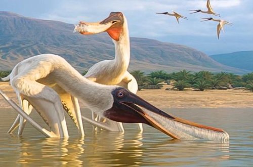 110 milyon illik yeni uçan sürünən növü kəşf edilib