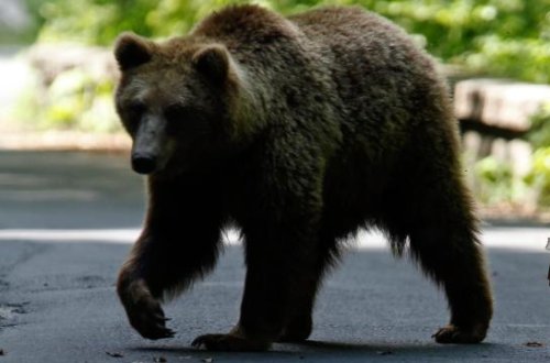 Kanadada ayı hücumu nəticəsində 11 nəfər yaralanıb