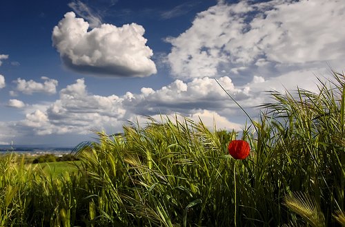 Bazar gününə olan hava proqnozu açıqlanıb