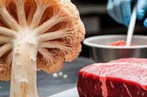 Əti əvəz edəcək göbələk yaradıldı