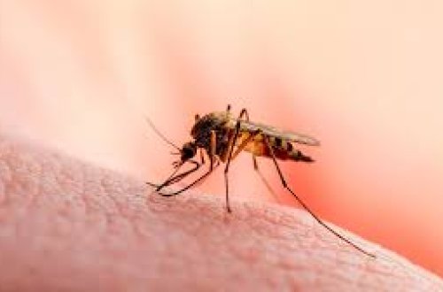 Honkonqda çikunqunya qızdırmasına tutulanların ümumi sayı 70 nəfərə çatıb